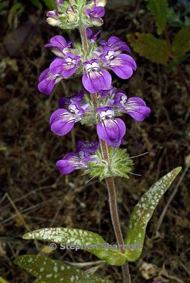 collinsia tinctoria 1 graphic